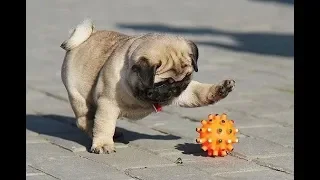 Funniest and Cutest Pug Dog Videos Compilation 2020