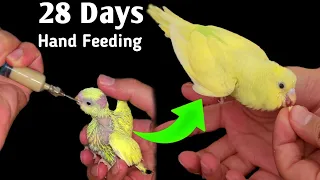 The Fascinating Growth Stages of Hand-Fed Baby Budgies