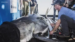 Massive great white shark spotted in Gulf of Mexico