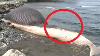 Large Blue Whale Carcass Might Explode In Canada