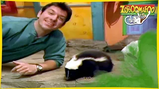 🐘 Zoboomafoo with the Kratt Brothers! HD | Full Episodes Compilation 14 🐘