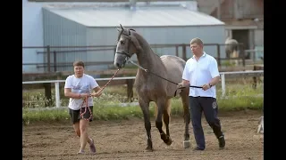 Орловский рысак сер. жер. Гранд Стар 2016 г.р. (Имперфект ВИЗ - Гильза)