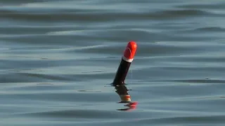 Catching carp on a float in July