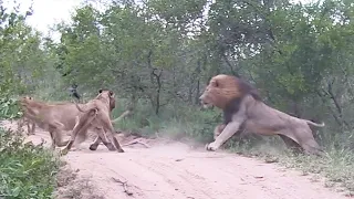 LIONESSES defend their CUBS and ELEPHANTS swim.