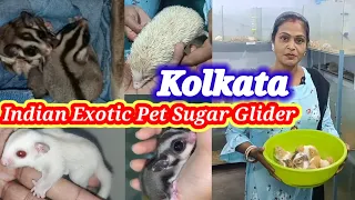 Indian Exotic Pet Sugar Glider🐕Hamster price in india🐕Exotic Pet Shop in kolkata🐕Kolkata Pet Shop