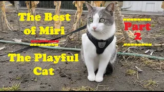 The Best of Miri - the Playful Cat  – Part 2.