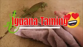 Baby Iguana Taming & Training! *SIMPLE* ( Tutorial and Information )
