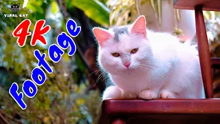 4K Quality Animal Footage - Cats and Kittens Beautiful Scenes Episode 25 | Viral Cat