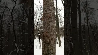 Белка всё-таки взяла шишку / The squirrel took a cedar cone