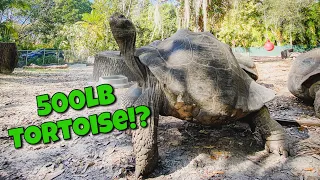 GIANT Galapagos Tortoises are FRIENDLY! Jason Abels Tortoise Sanctuary