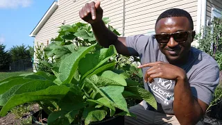 They didn't tell you this about Comfrey!