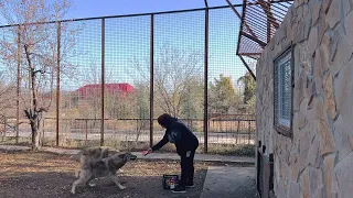 Мои волки едят арбузы  ПРЯМО С РУК!