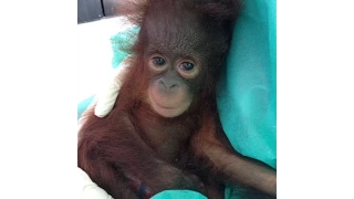 Baby orangutan Udin is fighting to survive.