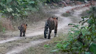 P151 with her cub at panna tiger reserve