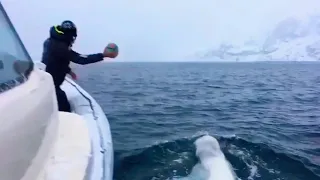 Beluga whale playing fetch with a diver