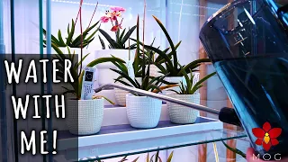Watering my Orchids - How I do it & what I use! + About using aquarium water