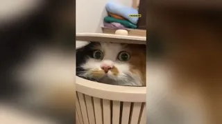 Laugh Riot Alert: Hilarious Cats Chaos Compilation 😹