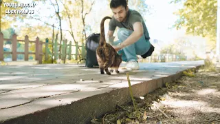 the stray cat asked the guy for help because she couldn't find anything to eat.