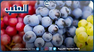 العنب.. الفاكهة المعروفة في المغرب
