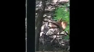 Baby deer just after birth and standing for the first time!!!