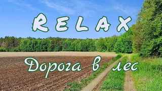 Шум леса, пение птиц, звуки природы, релакс видео, Birdsong, Sounds of nature, Relax video, Forest