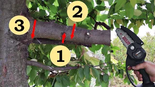 Pruning Tree Limbs Properly (Cordless Chainsaw)