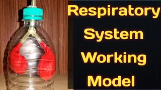 Working Model of Respiratory System/Lungs Model with Balloon/Kansal Creation/School Science Project