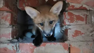 Playful Foxie Fox