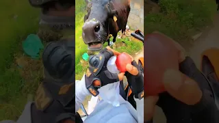 🍎🐄 #cow #lekirider #youtubeshorts #shorts #duke390 #goprohero7black