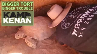 The Truth About Sulcata Tortoises