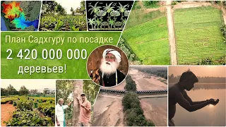 План Садхгуру по посадке 2420000000 деревьев для спасения реки!