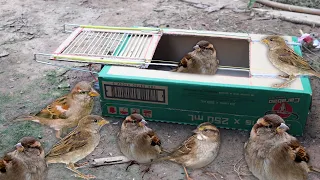 Creative Best Bird Trap Make from Big Cardboard Box that Work 100% - How To Easy Life Hack!