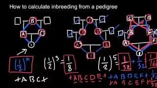 How to calculate inbreeding from a pedigree chart