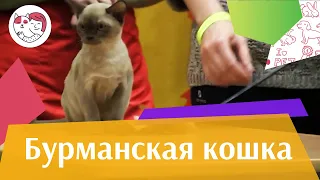 Бурманская кошка Бурма История породы на  ilikepet