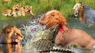 Crocodile Has Extraordinary Strength When Alone With A Flock Of Hungry Lions #lion #crocodile