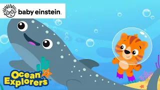 Unique Patterns with Whale Sharks Song | NEW Ocean Explorers | Baby Einstein | Toddler & Kid Cartoon