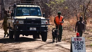 Working Dogs for Conservation: Anti-Poaching Program