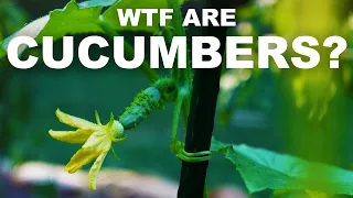 Cucumbers are melons, and sometimes they explode