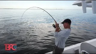 New Grouper spots inside Tampa Bay