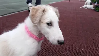 Borzoi puppies