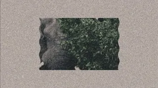 elephant elephant - evelyn evelyn (daycore/slowed)