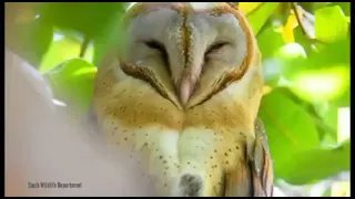 Barn Owl beautifully lock