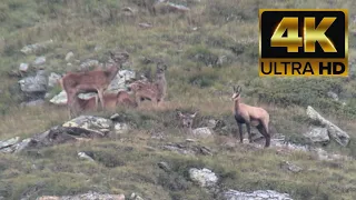 Chamois with deer in Val Di Rabbi, Trentino | 4K HDR