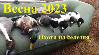 Весна 2023. Супер охота на селезня! Репортаж из скрада!