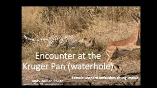20170722 Encounter At Kruger Pan