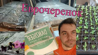 Где купить Еврочеренок | Сажаем Вегетативные черенки