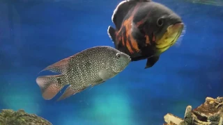 Texas Cichlid with Oscar and Convict. First meeting