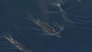 Minke attacked by a group of Killer Whales