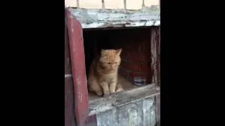 Кот Томас ждет хозяина