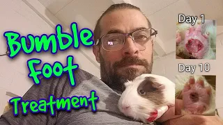 Bumblefoot Progress | Treatment & Cure | Part 2 |